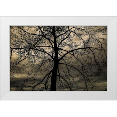 Conversation Of Earth White Modern Wood Framed Art Print by DeLuca, Pat