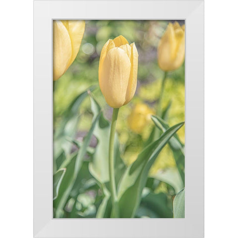 Obsequious Traditions White Modern Wood Framed Art Print by DeLuca, Pat