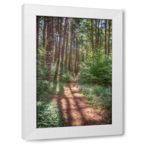 Hollow Fall White Modern Wood Framed Art Print by DeLuca, Pat