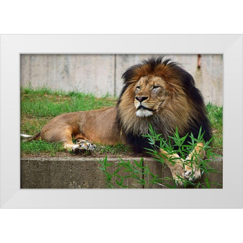 Brilliant Direction White Modern Wood Framed Art Print by DeLuca, Pat