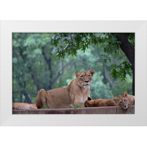 Pride Of Purpose White Modern Wood Framed Art Print by DeLuca, Pat