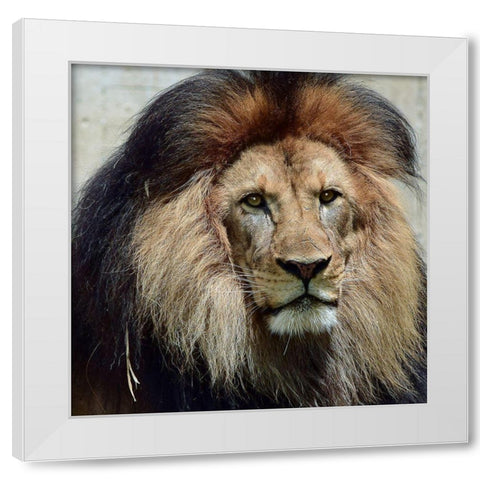 Action of Clarity White Modern Wood Framed Art Print by DeLuca, Pat