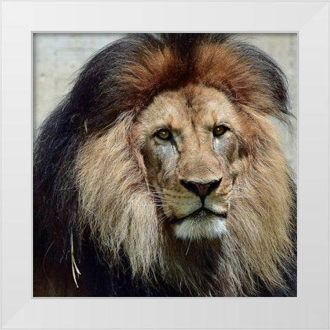 Action of Clarity White Modern Wood Framed Art Print by DeLuca, Pat