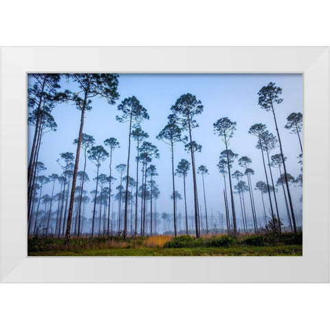 Piney Woods White Modern Wood Framed Art Print by Taylor, Glenn