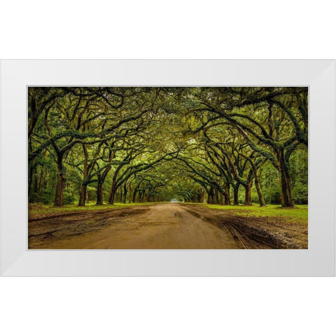 Live Oak Shade White Modern Wood Framed Art Print by Taylor, Glenn