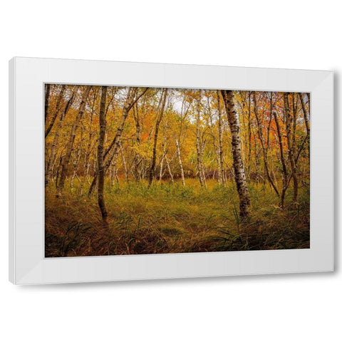 Birch Woods 1 White Modern Wood Framed Art Print by Taylor, Glenn