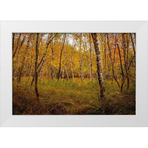 Birch Woods 1 White Modern Wood Framed Art Print by Taylor, Glenn