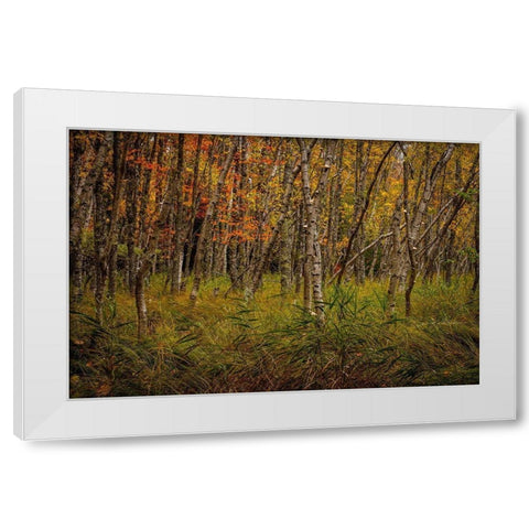 Birch Woods 2 White Modern Wood Framed Art Print by Taylor, Glenn