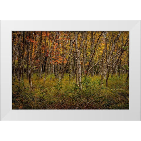 Birch Woods 2 White Modern Wood Framed Art Print by Taylor, Glenn