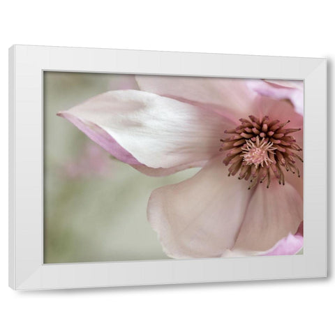 Pink Magnolia 2 White Modern Wood Framed Art Print by Poinski, Dianne