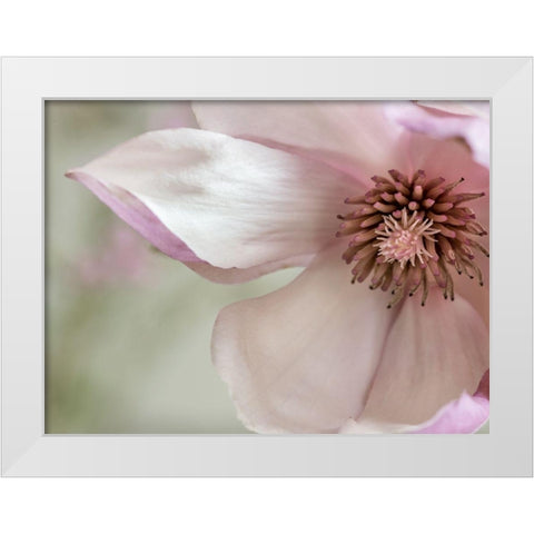Pink Magnolia 2 White Modern Wood Framed Art Print by Poinski, Dianne