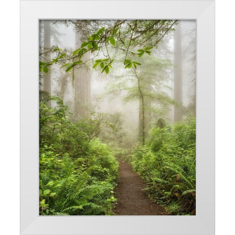 Summer Fog White Modern Wood Framed Art Print by Poinski, Dianne