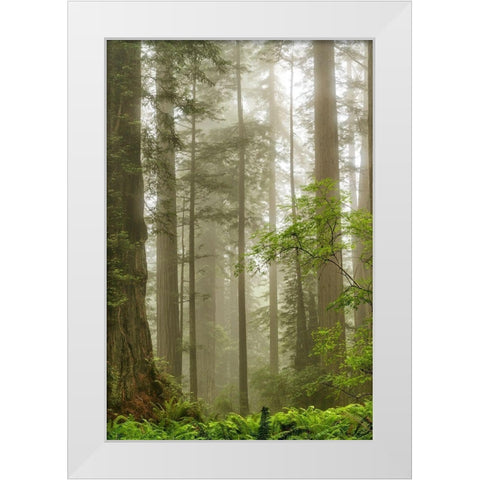 North Coast Redwoods White Modern Wood Framed Art Print by Poinski, Dianne