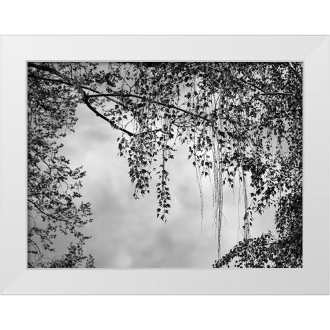 Summer Afternoon BW White Modern Wood Framed Art Print by Poinski, Dianne