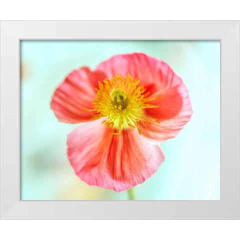 Pink Poppy 2 White Modern Wood Framed Art Print by Poinski, Dianne