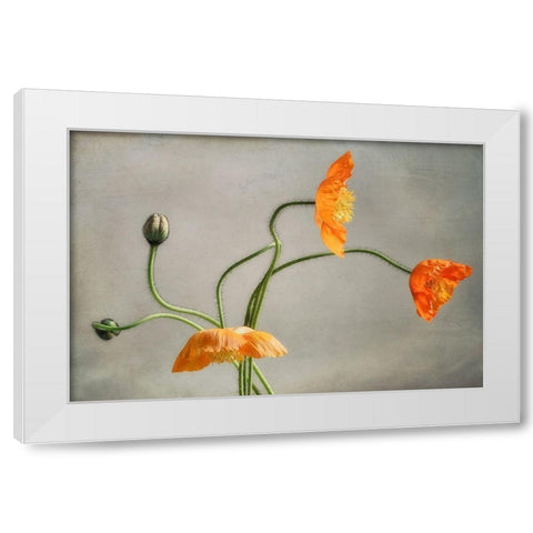 Poppies Dance White Modern Wood Framed Art Print by Poinski, Dianne