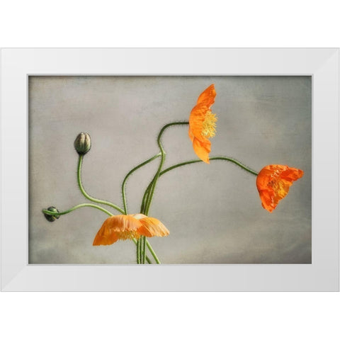 Poppies Dance White Modern Wood Framed Art Print by Poinski, Dianne