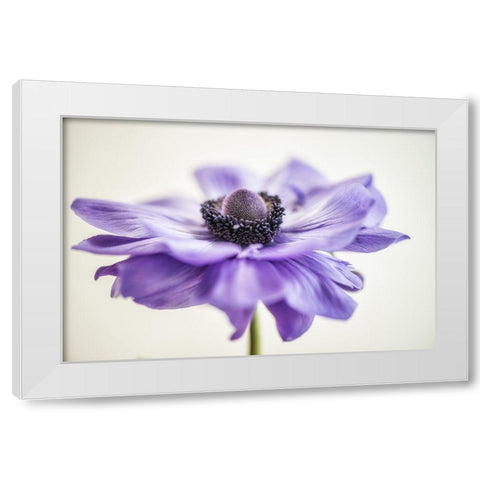 Purple Anemone 3 White Modern Wood Framed Art Print by Poinski, Dianne
