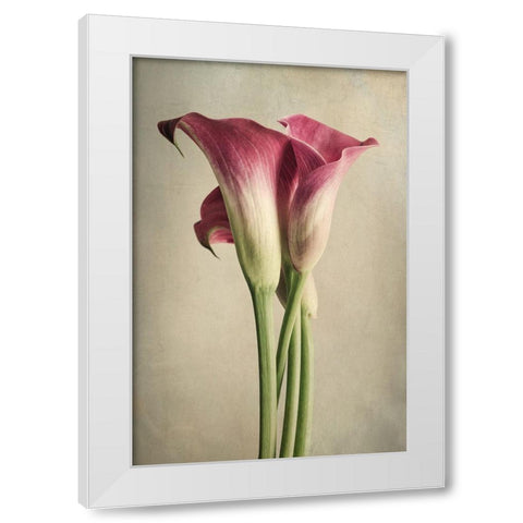 Calla Lily Pink White Modern Wood Framed Art Print by Poinski, Dianne
