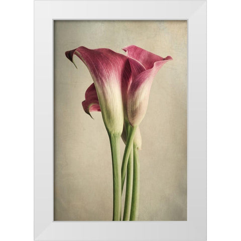 Calla Lily Pink White Modern Wood Framed Art Print by Poinski, Dianne