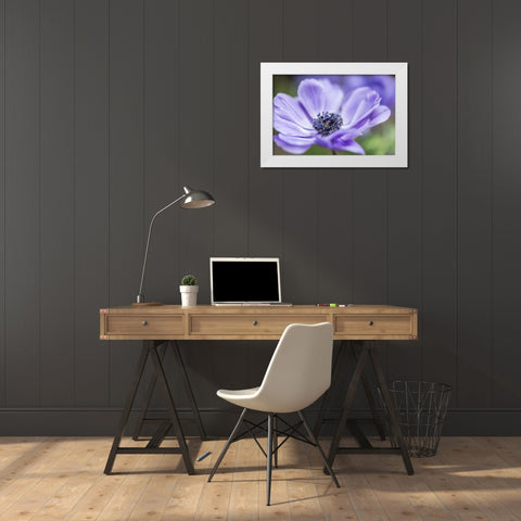 Spring Anemone II White Modern Wood Framed Art Print by Poinski, Dianne