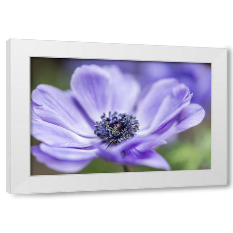 Spring Anemone II White Modern Wood Framed Art Print by Poinski, Dianne