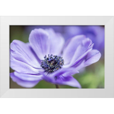 Spring Anemone II White Modern Wood Framed Art Print by Poinski, Dianne
