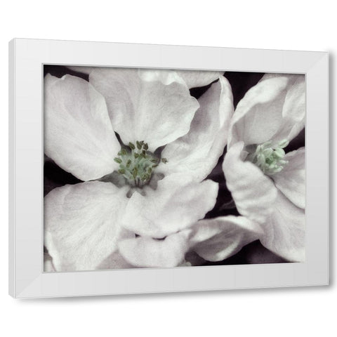 Soft Blossoms I White Modern Wood Framed Art Print by Poinski, Dianne