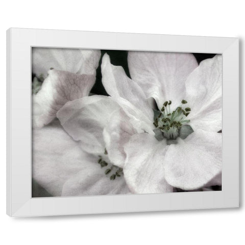 Soft Blossoms II White Modern Wood Framed Art Print by Poinski, Dianne