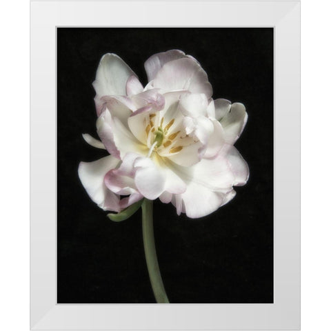 Perfect Petals 1 White Modern Wood Framed Art Print by Poinski, Dianne