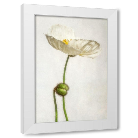 Alabaster Flutter 1 White Modern Wood Framed Art Print by Poinski, Dianne
