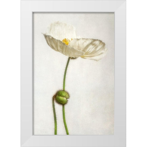 Alabaster Flutter 1 White Modern Wood Framed Art Print by Poinski, Dianne