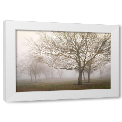 Trees in Fog 1 White Modern Wood Framed Art Print by Poinski, Dianne