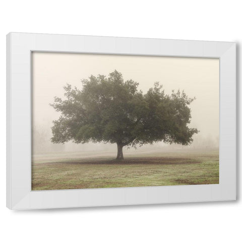 Trees in Fog 5 White Modern Wood Framed Art Print by Poinski, Dianne