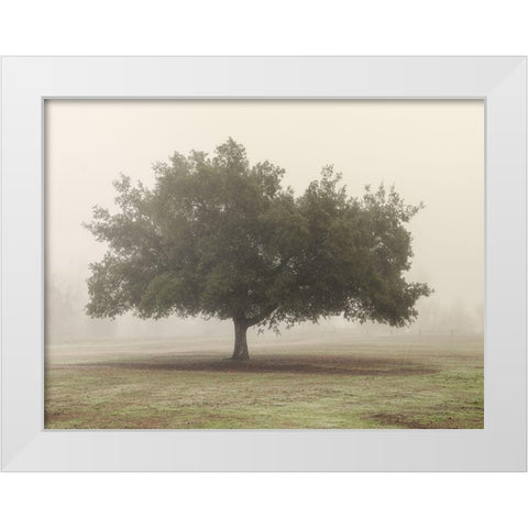 Trees in Fog 5 White Modern Wood Framed Art Print by Poinski, Dianne