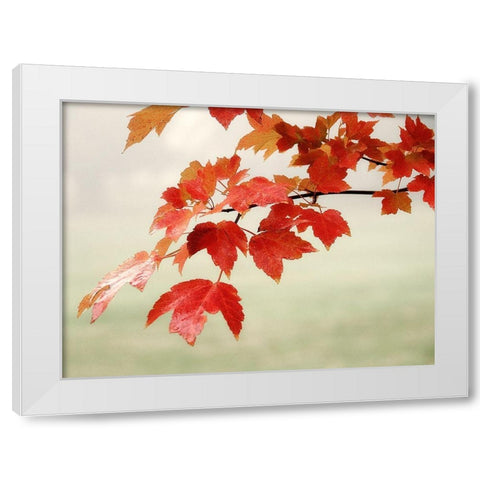 Red Branch 3 White Modern Wood Framed Art Print by Poinski, Dianne