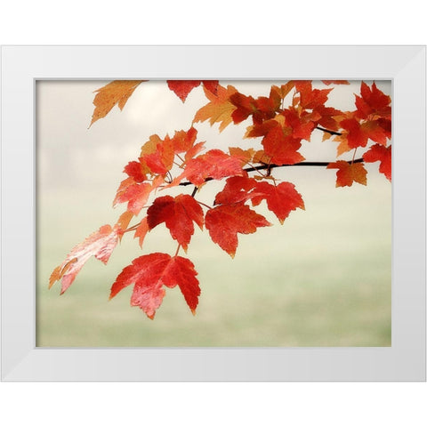 Red Branch 3 White Modern Wood Framed Art Print by Poinski, Dianne