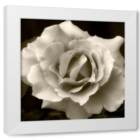 Bloom 2 White Modern Wood Framed Art Print by Poinski, Dianne