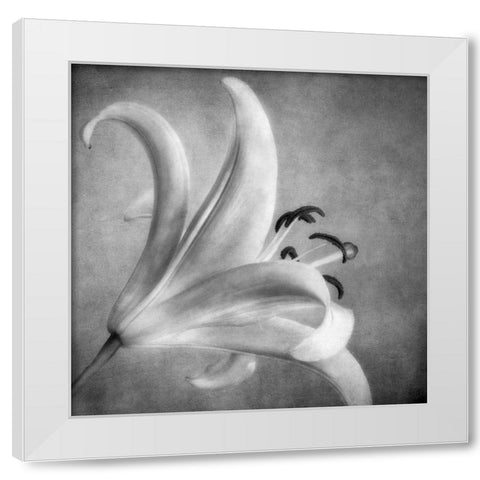 Black and White Lily 5 White Modern Wood Framed Art Print by Poinski, Dianne