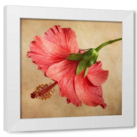 Hibiscus 101 White Modern Wood Framed Art Print by Poinski, Dianne