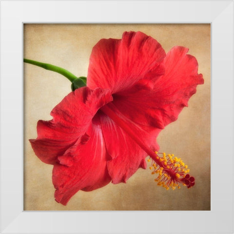 Hibiscus 102 White Modern Wood Framed Art Print by Poinski, Dianne