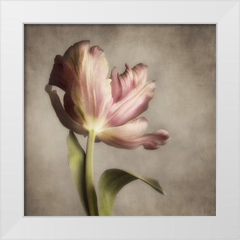 Pink Tulip 1 White Modern Wood Framed Art Print by Poinski, Dianne