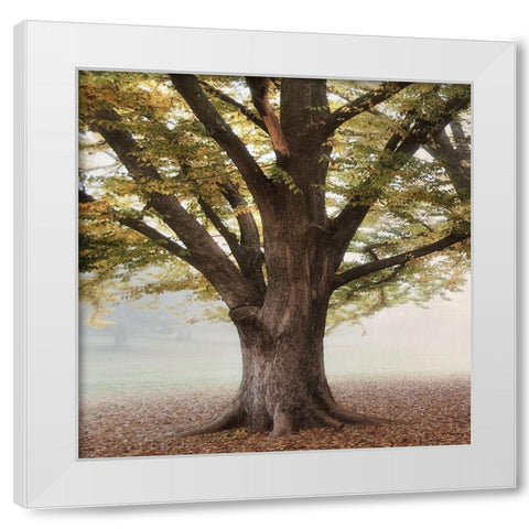 Oak Tree 1 White Modern Wood Framed Art Print by Poinski, Dianne