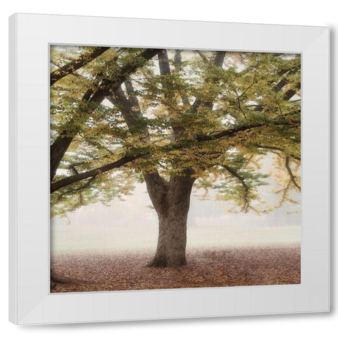 Oak Tree 2 White Modern Wood Framed Art Print by Poinski, Dianne