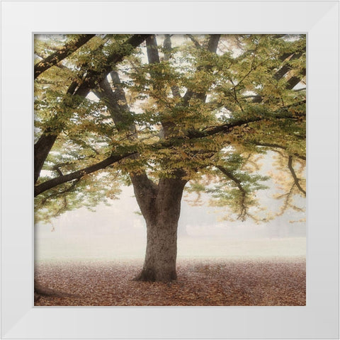 Oak Tree 2 White Modern Wood Framed Art Print by Poinski, Dianne