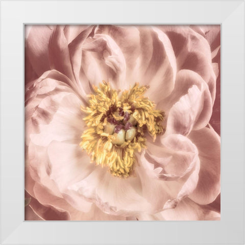 Burgundy Bloom 1 White Modern Wood Framed Art Print by Pearson, Debbie