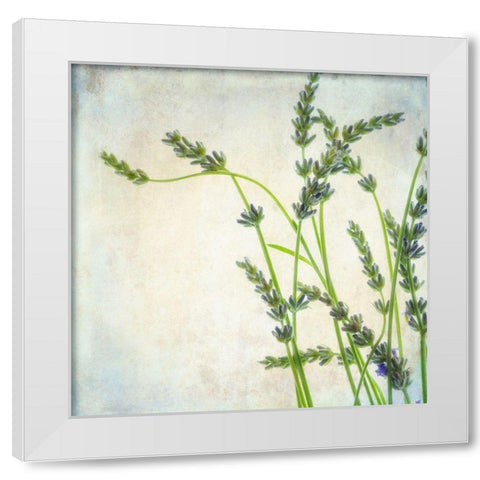 Lavender 2 White Modern Wood Framed Art Print by Poinski, Dianne