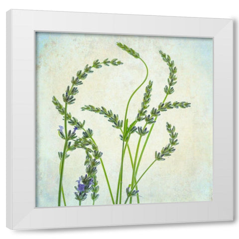 Lavender 1 White Modern Wood Framed Art Print by Poinski, Dianne