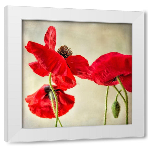 Red Poppies 1 White Modern Wood Framed Art Print by Poinski, Dianne