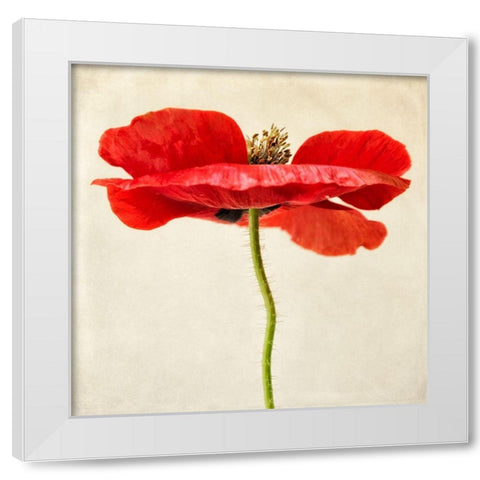 Red Poppy 2 White Modern Wood Framed Art Print by Poinski, Dianne